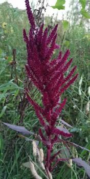 Amarant zum Räuchern (Amaranthus)